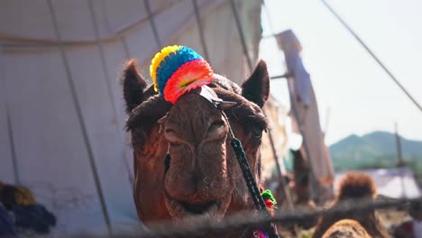 close-up of a decorated camel at a fair