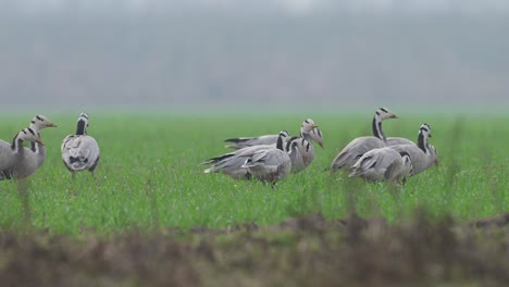 flock of bar headed goose grazing in wheat fields