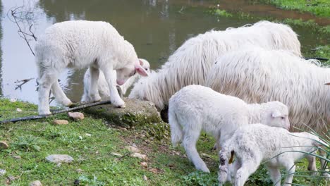 slow motion shot of flock of white lambs and ewes standing next to waterhole in sardinia, italy