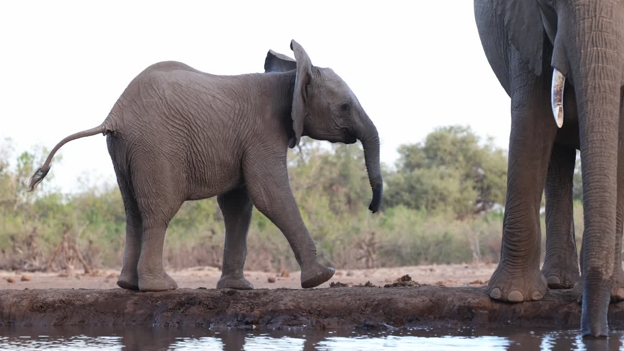 A cute African elephant calf is checking its surroundings before walking back to the waterhole to its mother. Filmed from a low angle at Mashatu Game Reserve