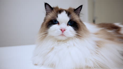 Wunderschöne-Ragdoll-Katze,-Die-Mit-Ihren-Großen-Blauen-Augen-In-Die-Kamera-Starrt,-Kätzchen-Mit-Weichem-Fell-Auf-Dem-Tisch-Liegend,-Rosa-Nase,-Schnurrhaare,-Reinrassiges-Haustier,-Hausrasse,-Pelziger-Freund,-Tier-Zur-Emotionalen-Unterstützung