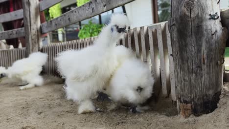 pollos blancos peludos en un patio de la granja