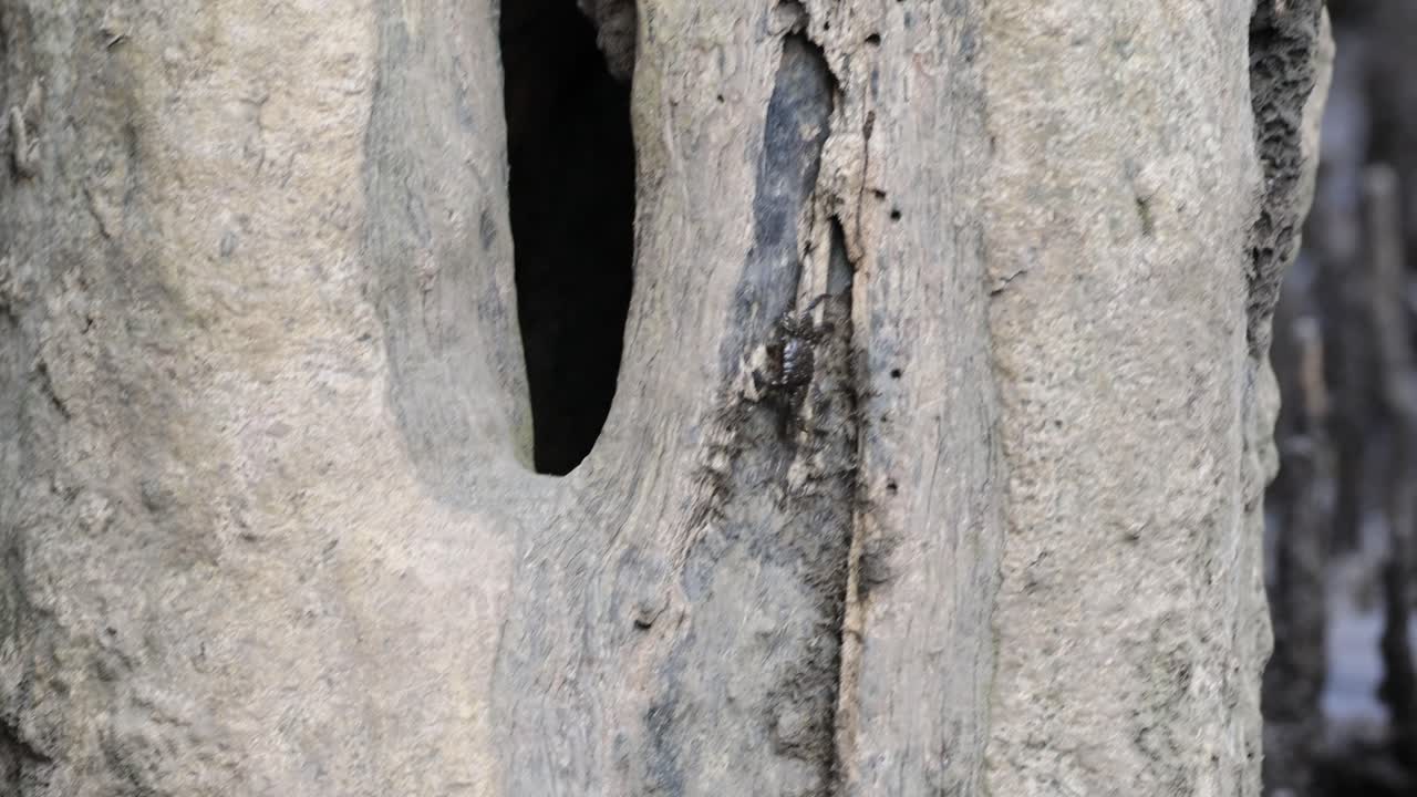 나무 줄기에 올라가는 크래브