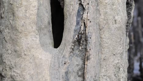 cangrejo trepando por un tronco de árbol