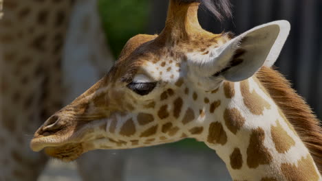 Macro-close-up-shot-of-cute-giraffe-chewing-outdoors-during-sunny-day,slowmotion