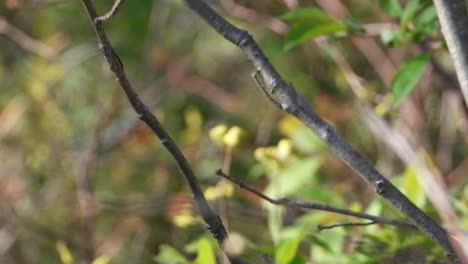 Bay-breasted-warbler-jumping-fast-from-tree-branch