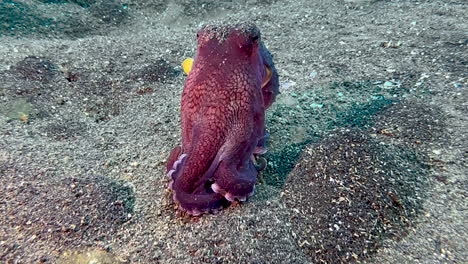 coconut octopus without any protective shelter walking over sandy seabed in the open