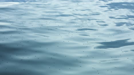 insect gliding above reflective water surface