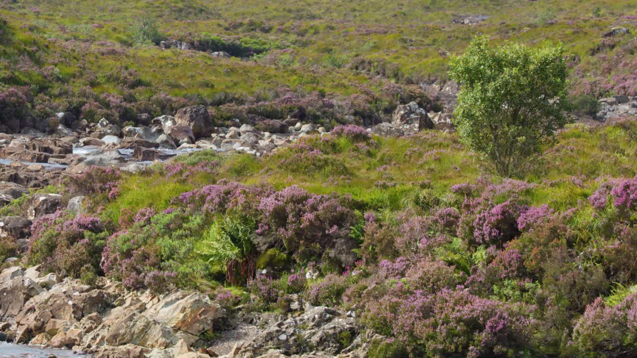 Daylight pan across Scottish heather, resilient shrubs, and river rapids in Highland moorland