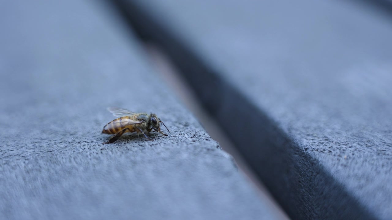 Close up shot of a honey bee resting on a grey outdoor wooden surface in soft daylight.