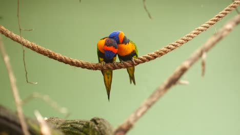 dos lorikeets arco iris en una cuerda