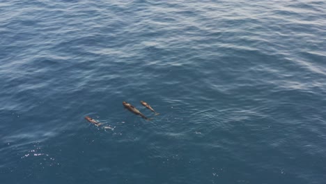 mother and two baby pilot whales swimming calmly on blue surface of ocean, aerial