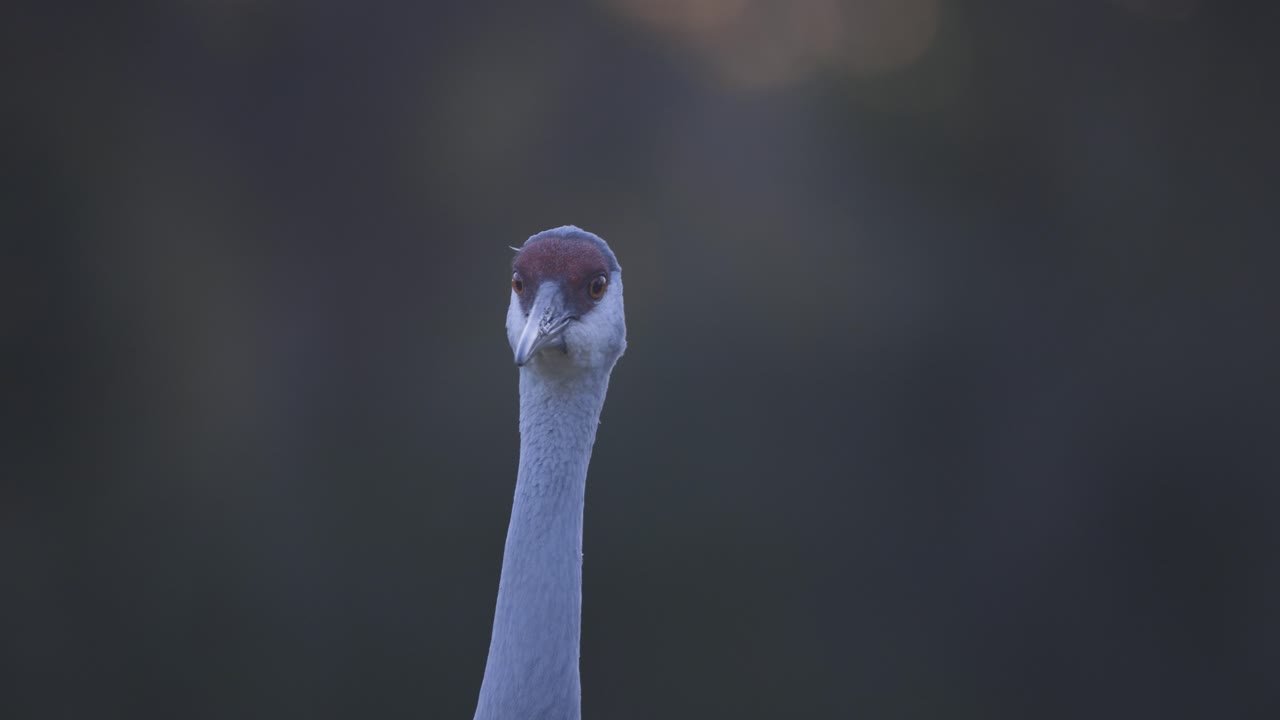 fotografía de la cabeza de la grúa de arena mirando hacia abajo en cámara lenta