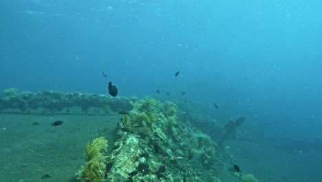 peces coloridos nadando alrededor del naufragio de la libertad en tulamben, bali