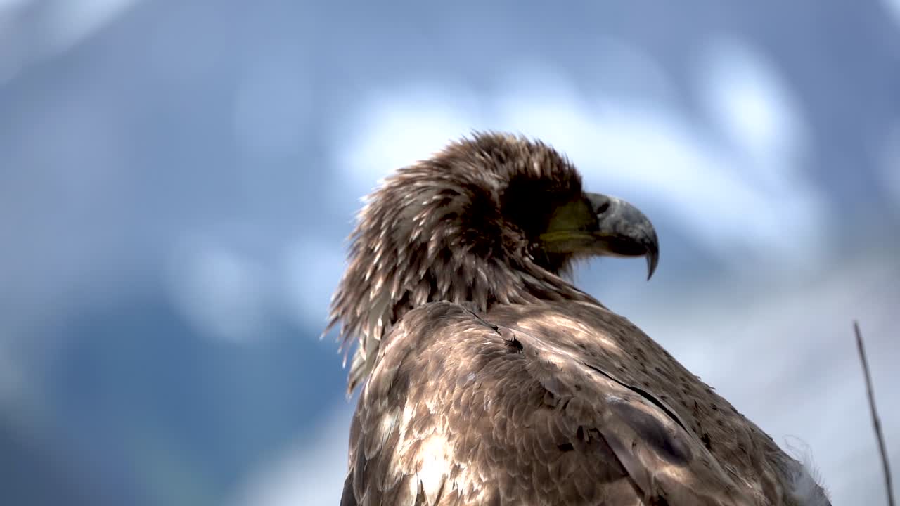 Portrait of a juvenile bald eagle moving it's head in slow motion