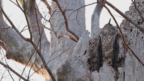 Standing-on-its-nest-while-looking-back-to-its-right-shoulder,-Spot-bellied-Eagle-Owl-Ketupa-nipalensis,-Thailand