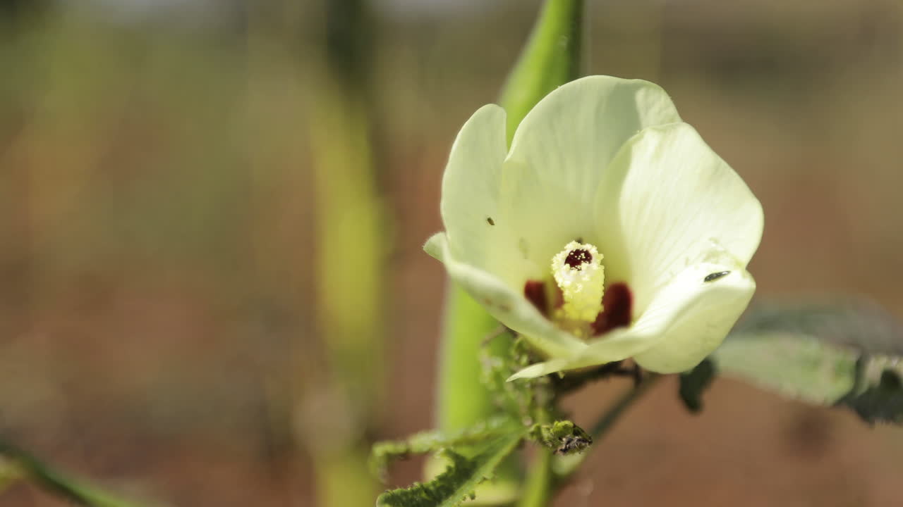 flor blanca moviéndose con el viento