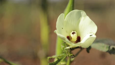 white flower moving with the wind shot