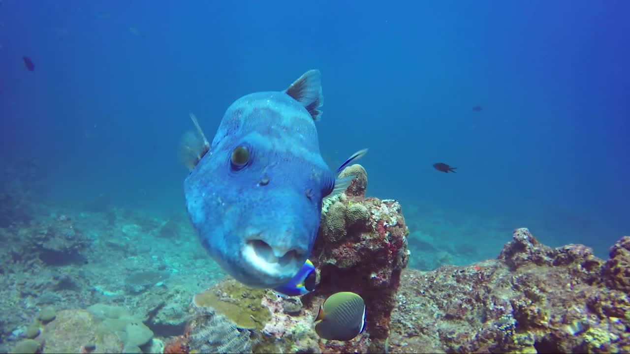Pesci palla giganti blu che posano per la fotocamera su una barriera corallina tropicale.