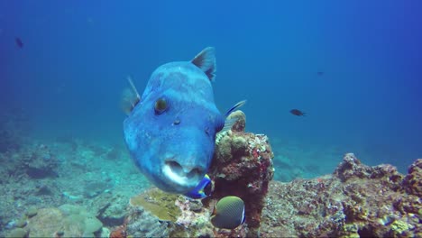 giant puffer fish blue models for the camera on a tropical coral reef