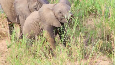 un joven elefante de sabana africano comiendo hierba en el parque nacional kruger, sudáfrica