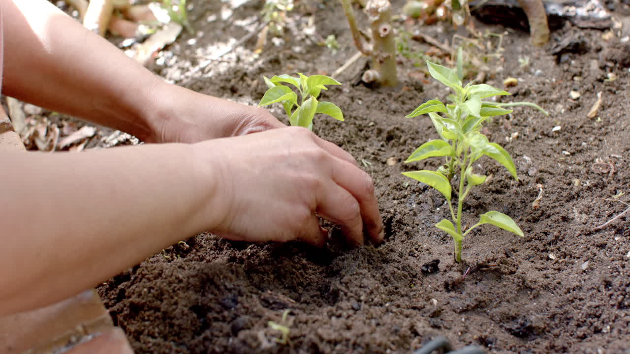 una mujer biracial está plantando plantas en un jardín soleado en casa, en cámara lenta.