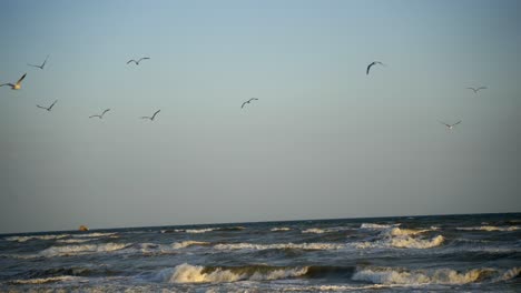 beautiful seagulls flying near the beach. people swimming in the sea. foamy sea waves in the evening.