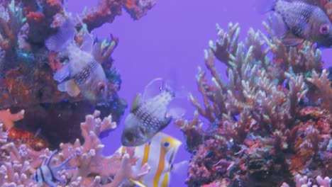 An-amazing-colorful-view-of-a-bunch-of-small-and-antique-fishes-in-the-deep-sea