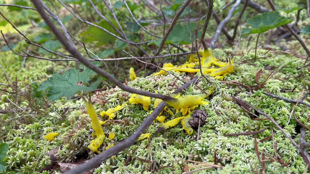 Dog vomit slime mold (Fuligo septica) on moss, Estonia