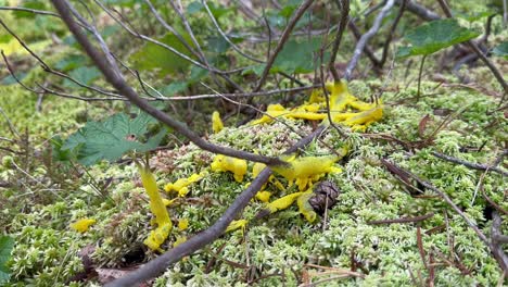 dog vomit slime mold (fuligo septica) on moss, estonia