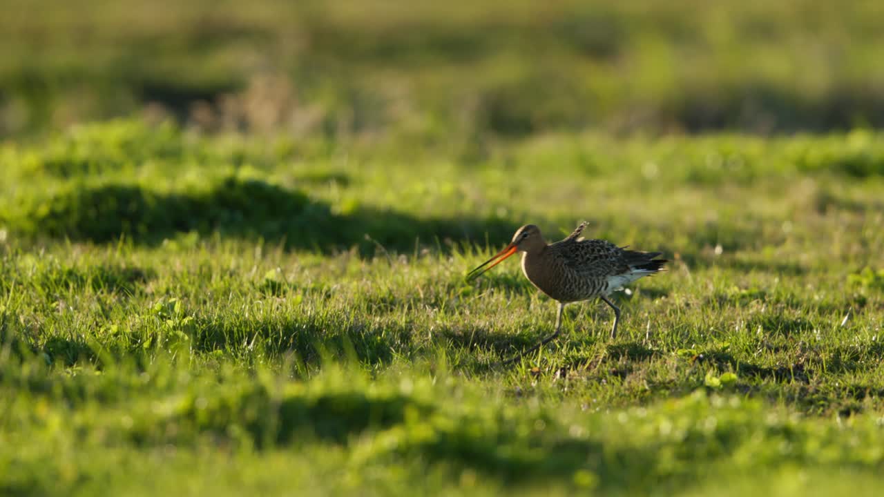 Medium shot of a black-tailed godwit walking through a grassland on a windy summer day