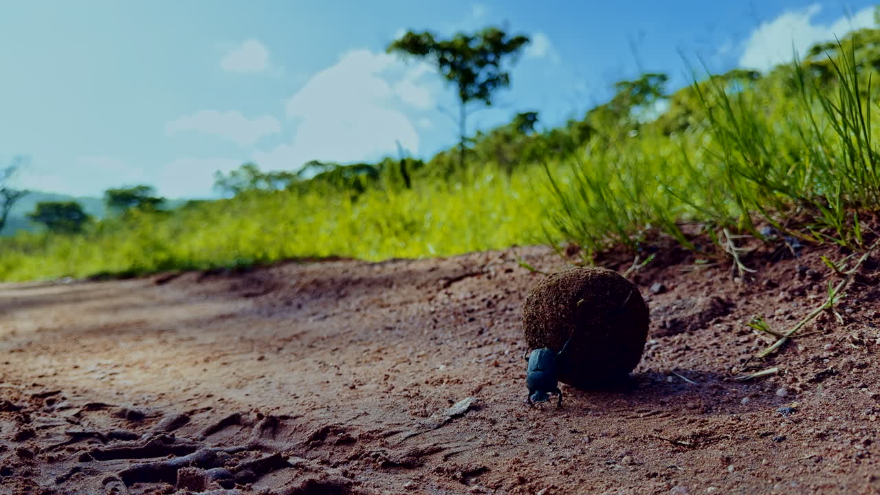 Incredible low angle view of dung beetle using hind legs to roll ball up hill