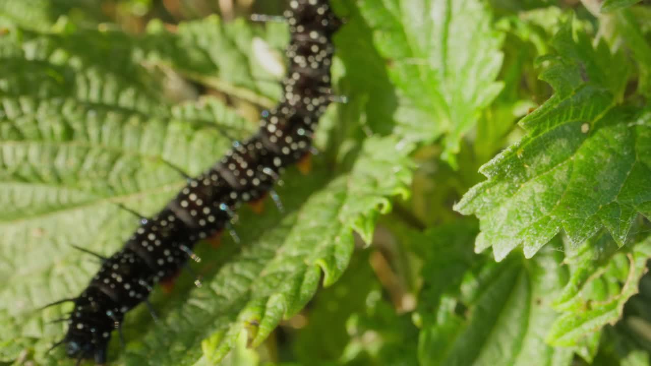 Common nettle flower bug crawls along leaf on sunny day with Peacock Butterfly Caterpillar out of focus in backdrop