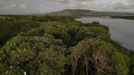 Aerial-view,-flock-of-egrets