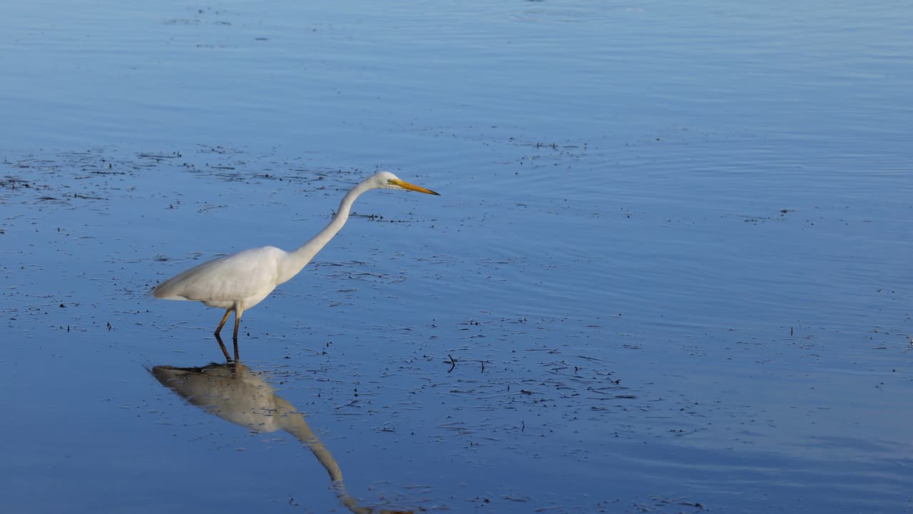 고도치가 가만히 서서 물속을 치고