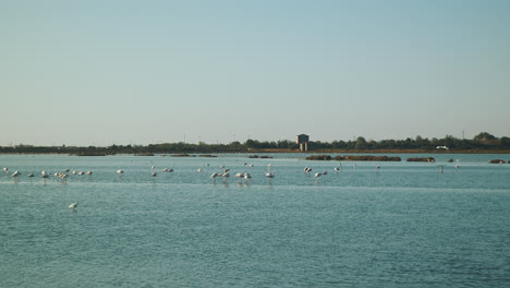 Hermoso-Día-Claro-Y-Soleado-Sobre-El-Lago-Lleno-De-Flamencos-Rosas-Descansando-Y-Volando-Sobre-El-Agua