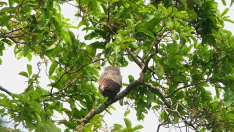 An-Einem-Windigen-Nachmittag-Blickt-Er-Von-Einem-Hohen-Sitz-Zurück-Und-Schüttelt-Dann-Ein-Wenig-Seine-Federn,-Der-Gefleckte-Uhu-Bubo-Nipalensis,-Kaeng-krachan-nationalpark,-Thailand