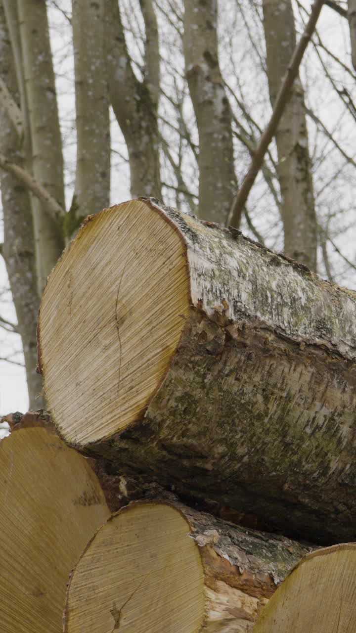Close up of freshly cut birch logs stacked in a woodland area. Ideal for forestry, timber industry, and environmental conservation content