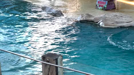 sea lion performs tricks with trainer