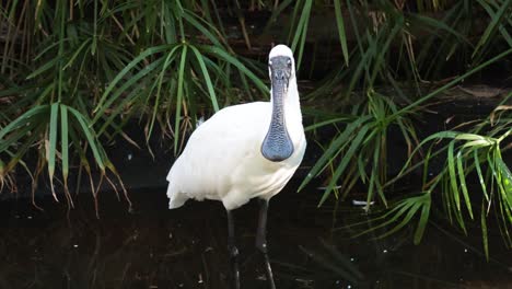 spoonbill wading and foraging in wetland vegetation