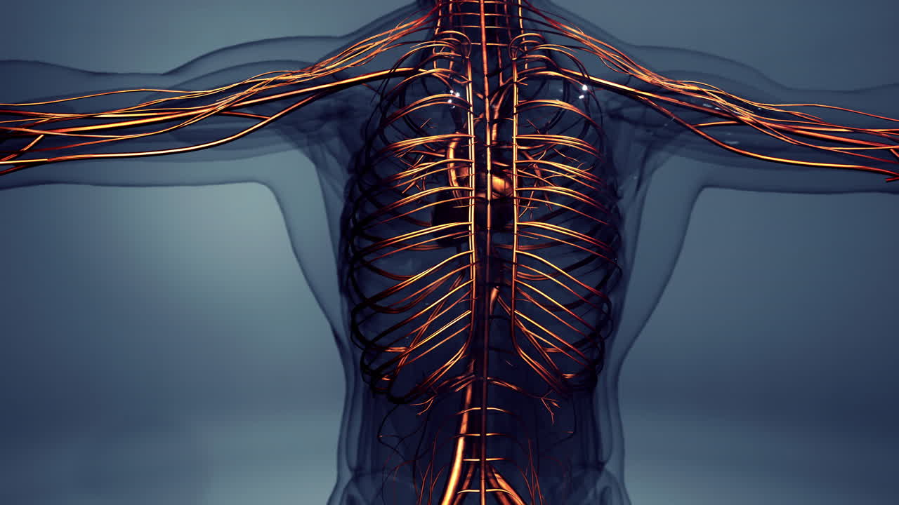 Medically accurate animation of Heart with Vains and arteries