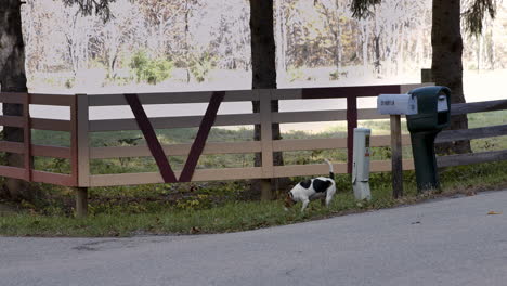 dog on a country road