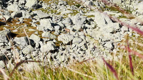 tres cabras de montaña europeas saltan a lo largo de una ladera rocosa