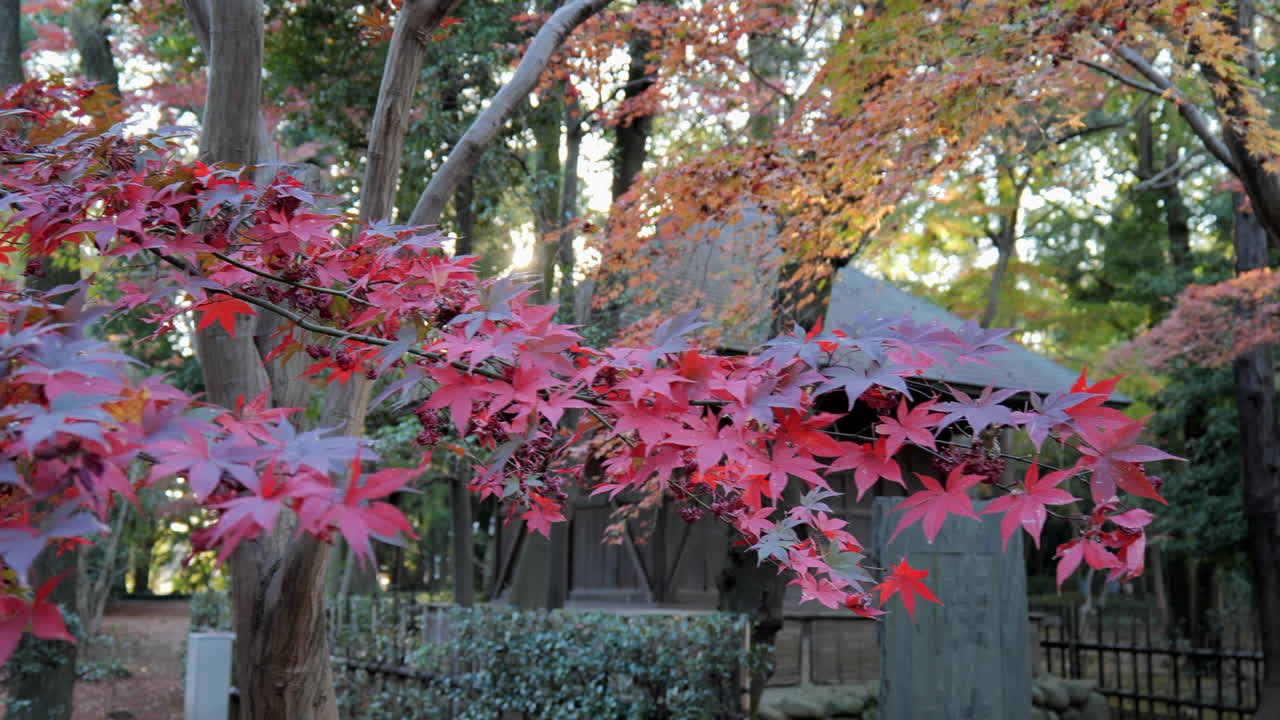 일본 메이플 (japanese maple) 은 넓게 어있는 왕관을 가진 작은 낙나무 또는 큰 관목입니다.