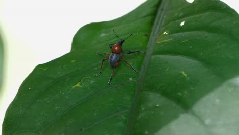 Camera-zooms-in-showing-this-weevil-under-the-shadow-of-another-leaf-during-a-bright-overcast-in-the-middle-of-the-day-in-the-forest,-Metapocyrtus-ruficollis,-Philippines