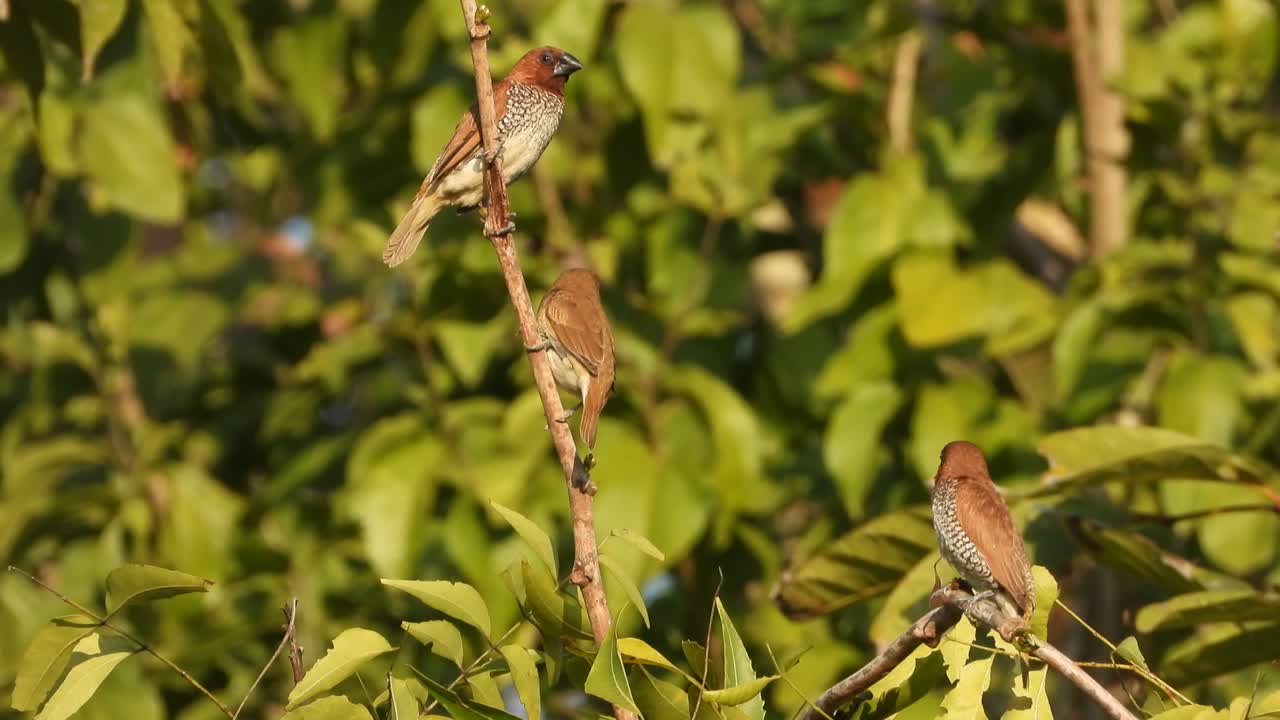 munia de pecho escamoso en un árbol jugando