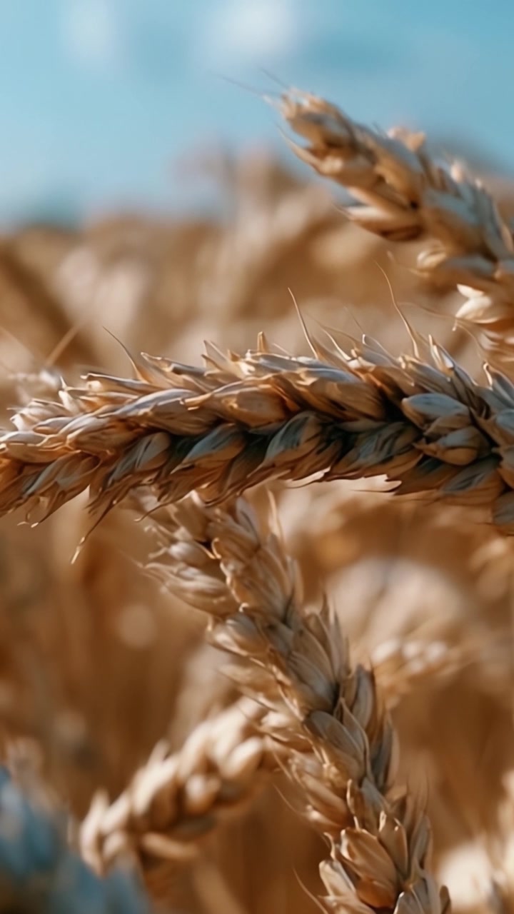Primo piano accattivante di spighe di grano dorate contro un cielo luminoso, che mostra la bellezza naturale e la consistenza della raccolta agricola.
