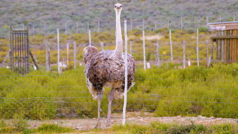 female ostrich in camp shamelessly poops as she looks at camera, large bird