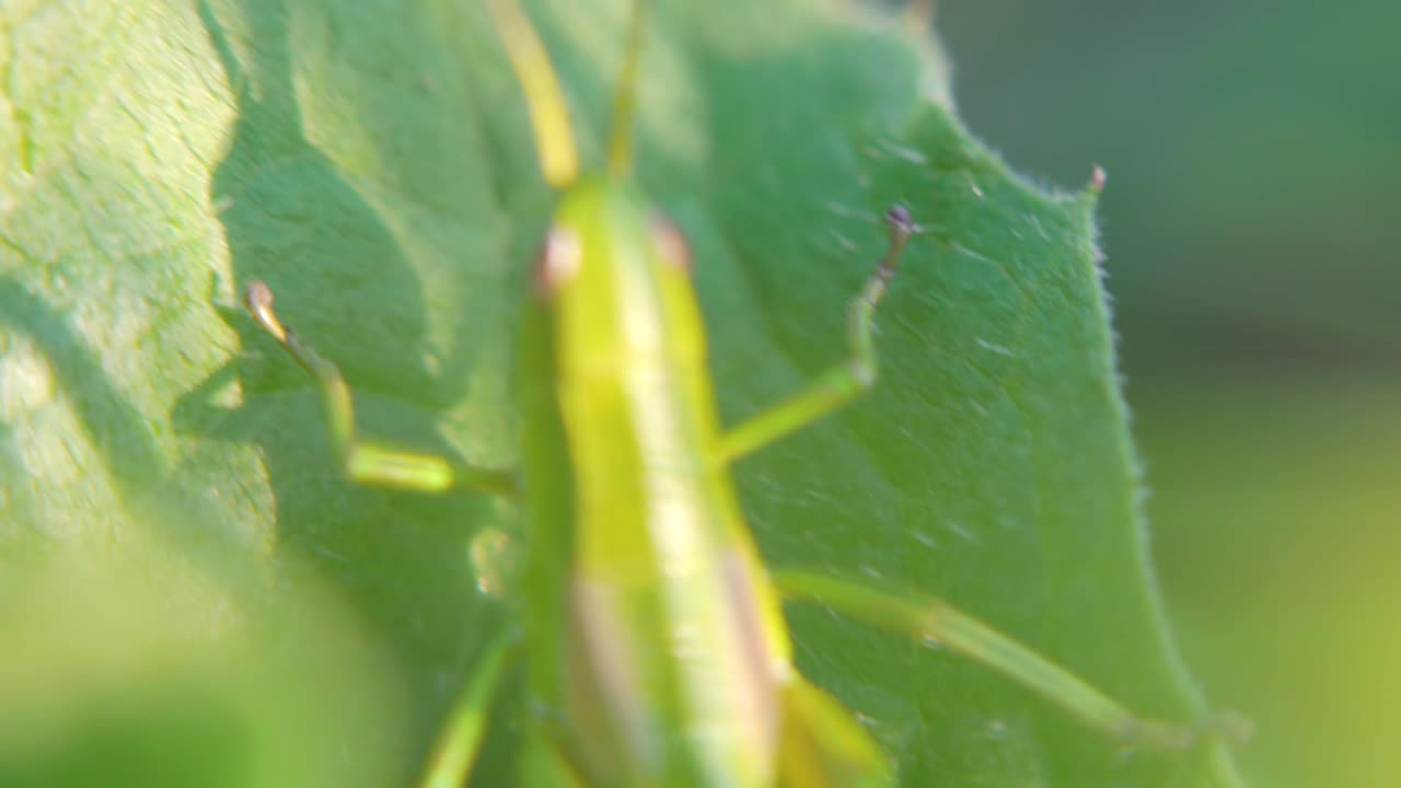 saltamontes verdes en una hoja