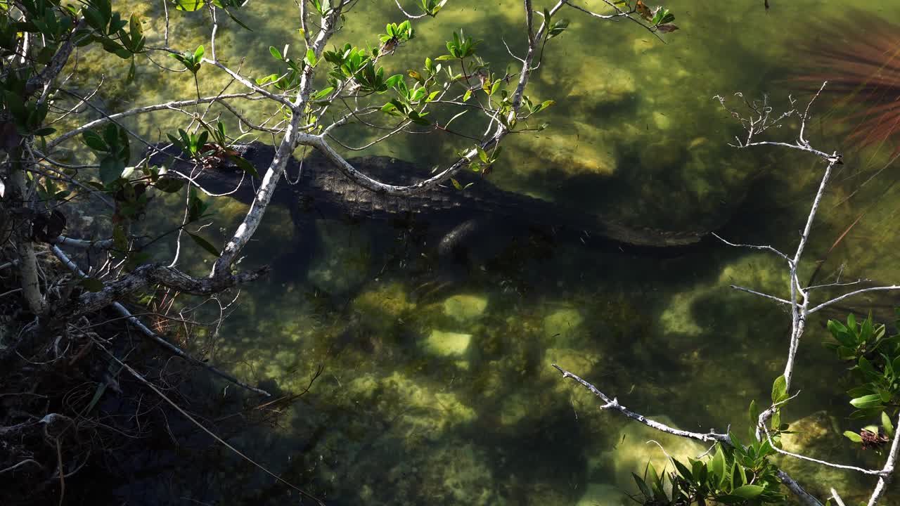 An American alligator fully visible in translucent water remains completely motionless, perhaps awaiting its next meal. The scene highlights the play of light sparkling across the water's surface